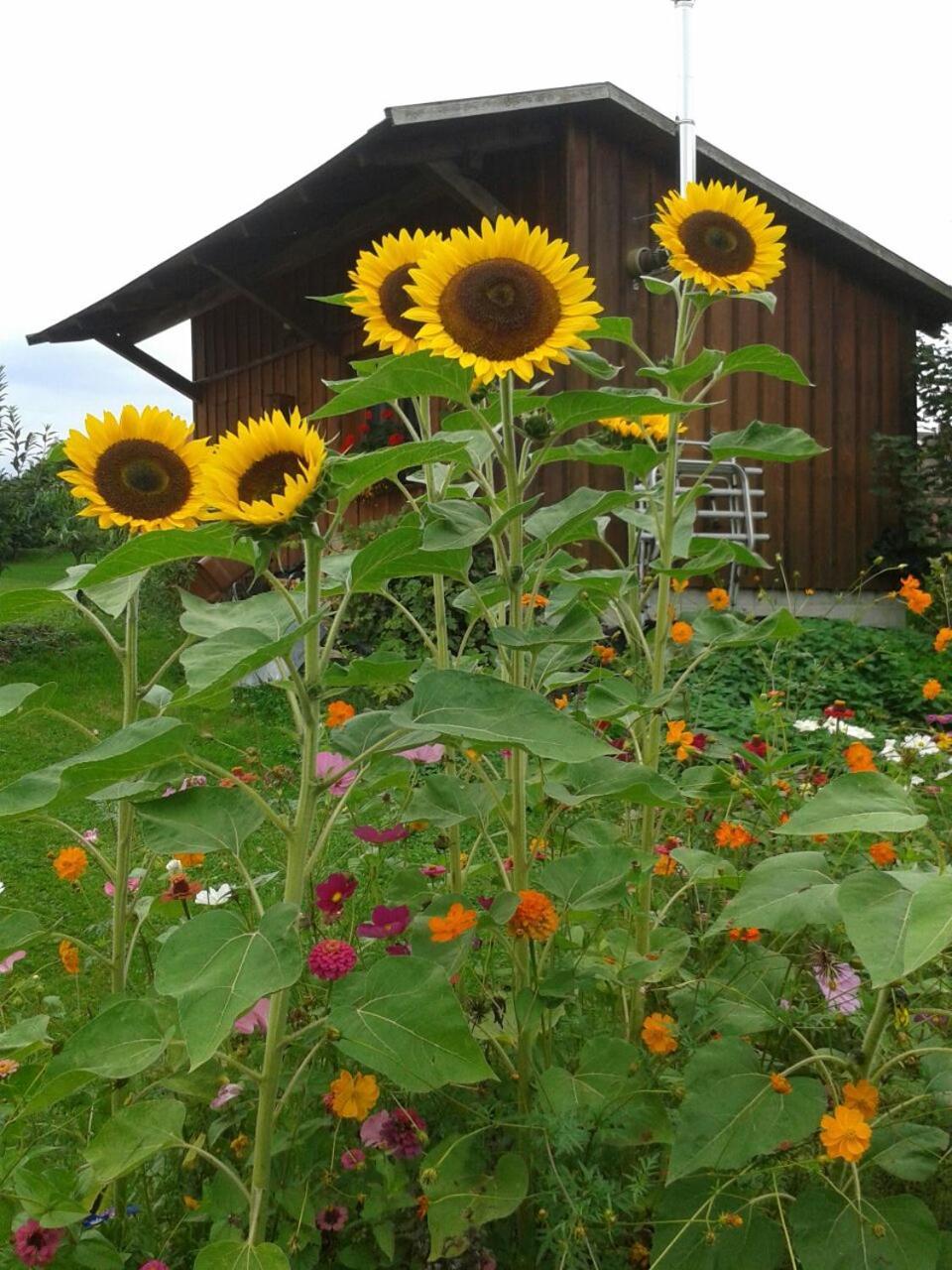 Ferienhaus Keller Lippertsreute Esterno foto
